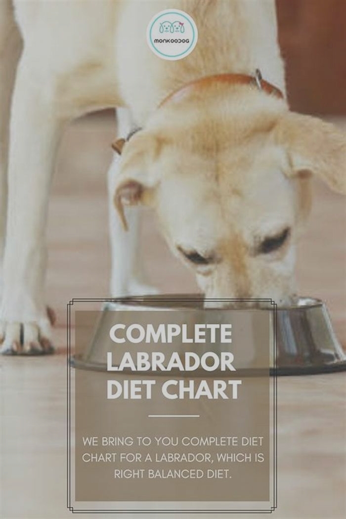 best dog food for weight loss labrador