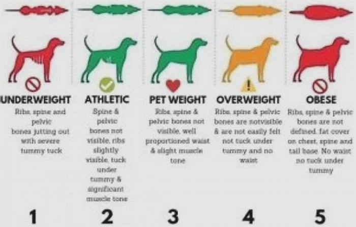 Building a Better Dog Diet Tips for Managing Canine Weight