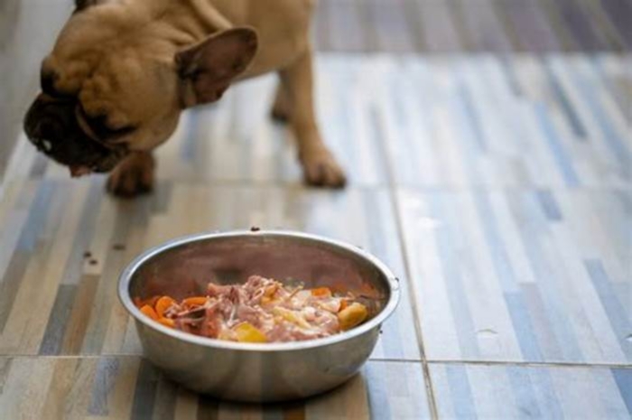 Canine Weight Control: Strategies for Implementing a Balanced Dog Diet