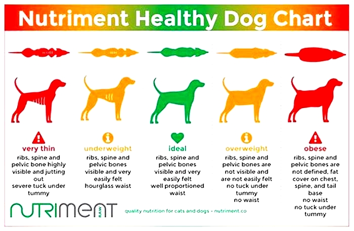 Canine Weight Loss Strategies Building a Healthier Eating Routine