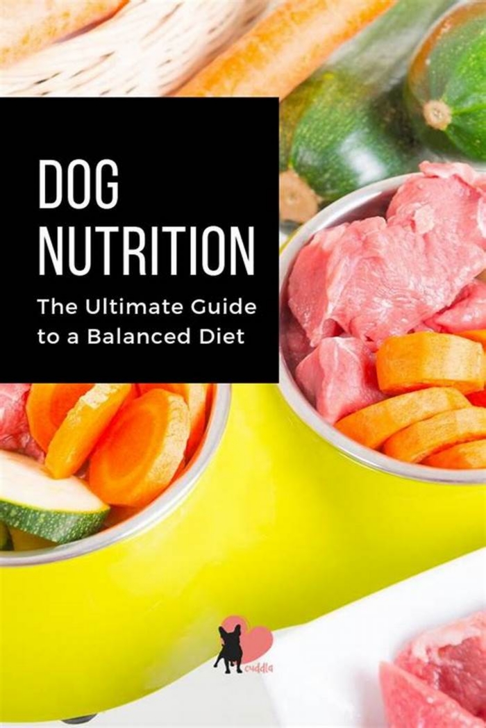 Canine Weight Loss Tips: Building a Balanced Dog Diet