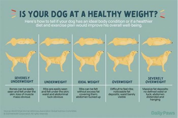 Canine Weight Management Building a Healthy Dog Diet Plan