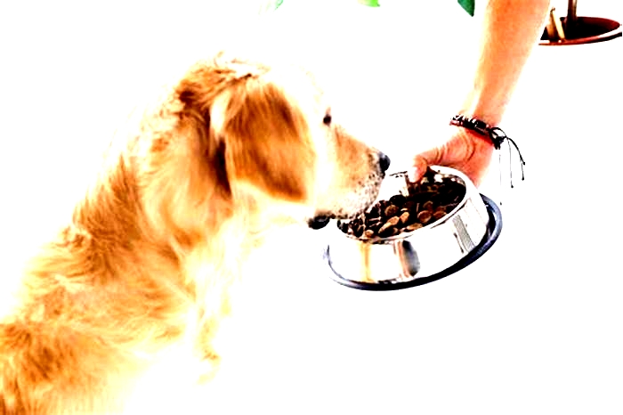 Choosing Top Breed Dog Food: A Decision in Your Dog's Best Interest