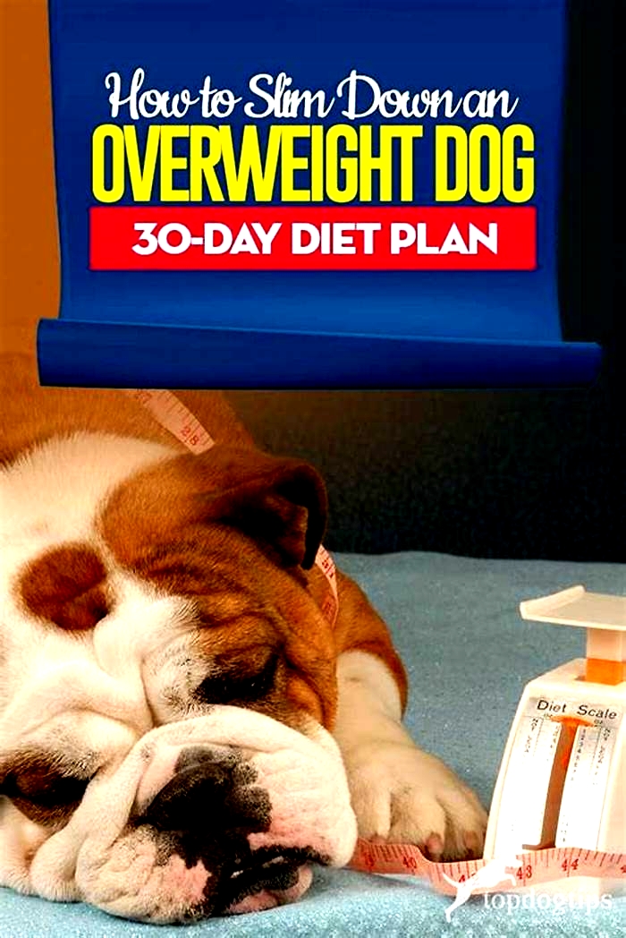 Crafting a Balanced Dog Diet Plan to Combat Obesity Tips for Success