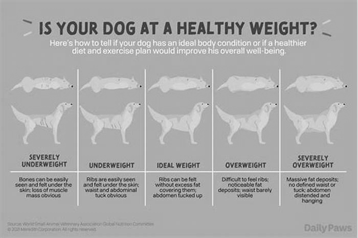 Crafting a Canine Weight-Loss Diet: Tips for a Healthy Dog