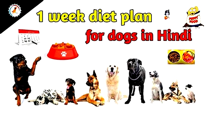 Crafting a Customized Dog Diet Plan for Weight Loss: Tips for Success