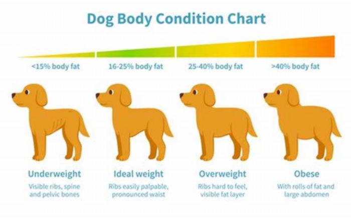 Crafting a Healthy Diet Plan for Your Overweight Dog: Tips for Success