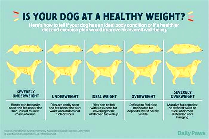 Crafting a Healthy Dog Diet Plan for Weight Loss: Tips for Success