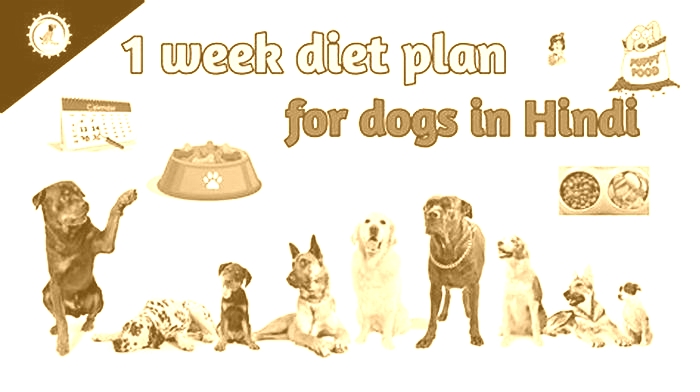 Crafting a Healthy Dog Diet Plan to Support Weight Loss Tips for Success