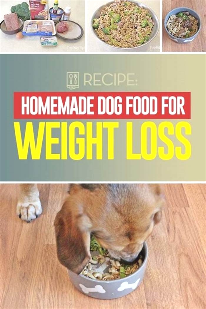 Crafting a Healthy Dog Diet Plan to Support Weight Loss