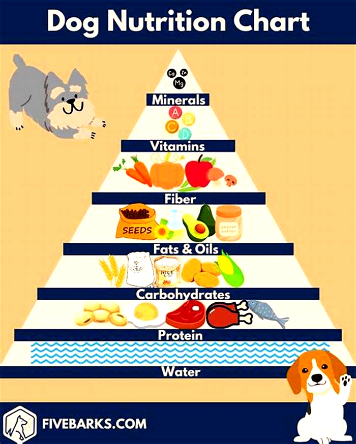 Crafting a Nutritious Dog Diet Plan for Weight Loss Tips for Success