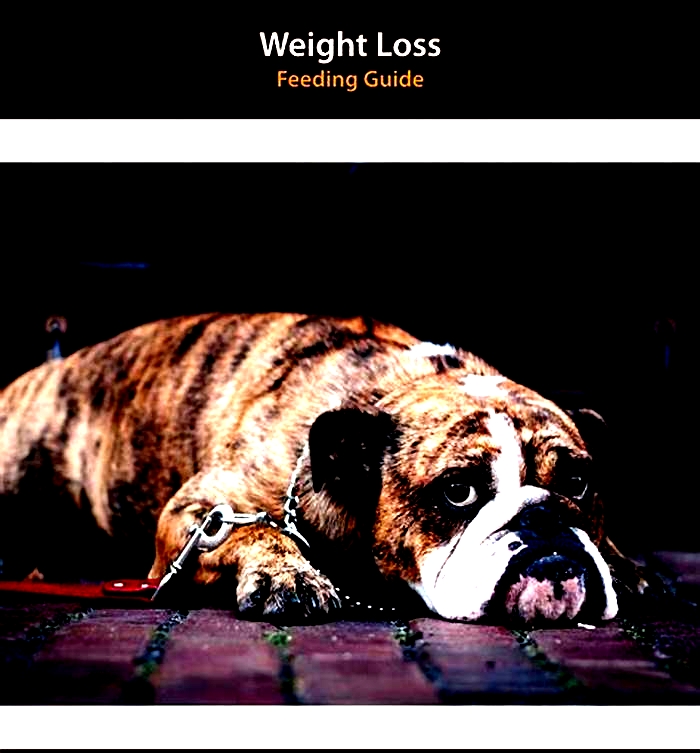 Crafting a Weight Loss Plan for Your Canine Companion Tips for Success