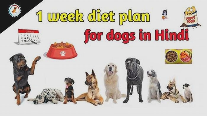 Creating a Customized Dog Diet Plan for Weight Loss Tips for Success