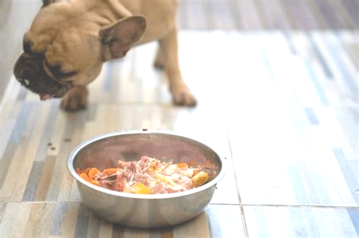 Designing a Balanced Dog Diet to Combat Canine Obesity: Tips for Success