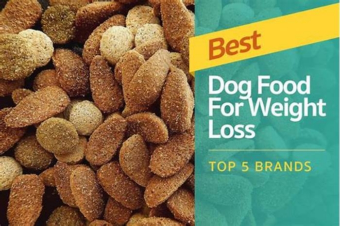 Designing a Healthy Dog Diet to Support Weight Loss: Tips for Success