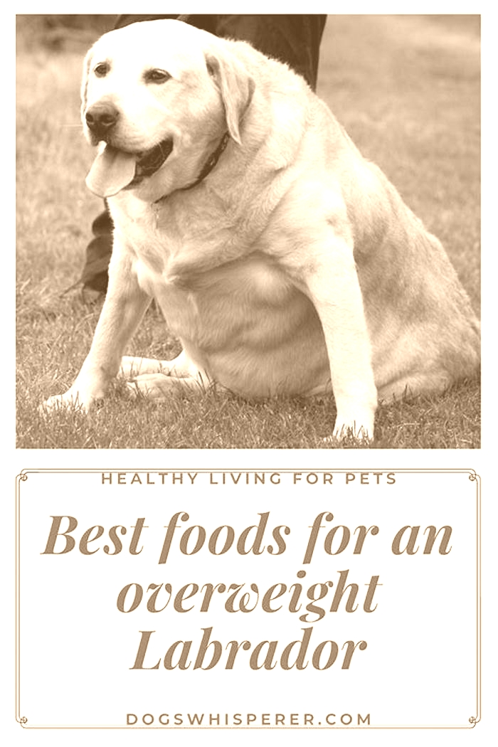 diet for obese dog