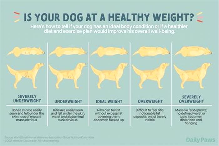 dog diet chart for weight loss