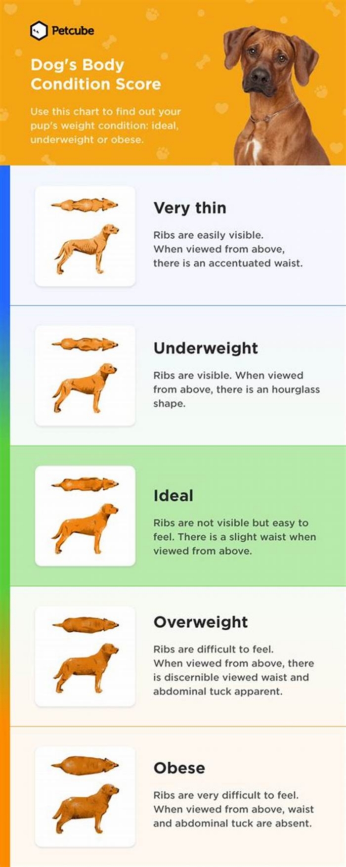 dog obesity chart