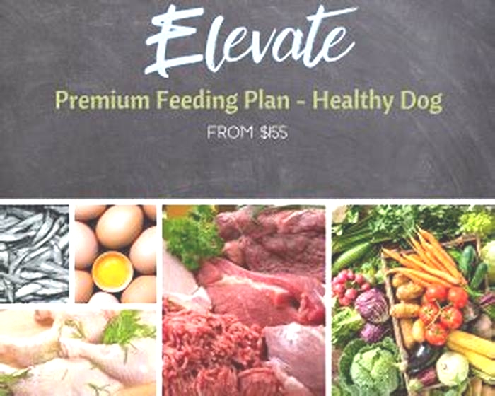 Elevate Your Dog s Diet Discovering the Benefits of Top Breed Dog Food