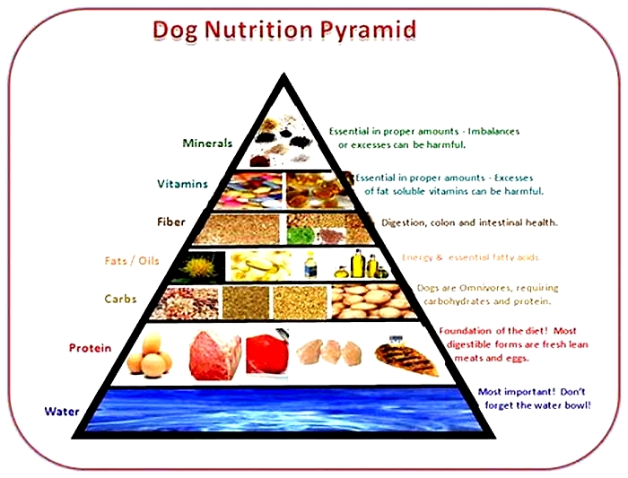 Elevate Your Dog's Diet: Exploring the Benefits of Top Breed Pet Food