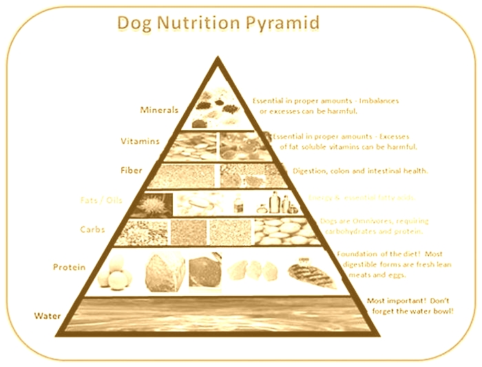 Elevate Your Dog s Diet Understanding the Benefits of Top Breed Pet Food