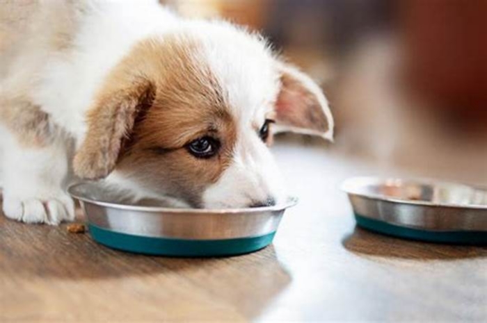 Elevating Your Puppy's Nutrition: The Power of Holistic Puppy Food