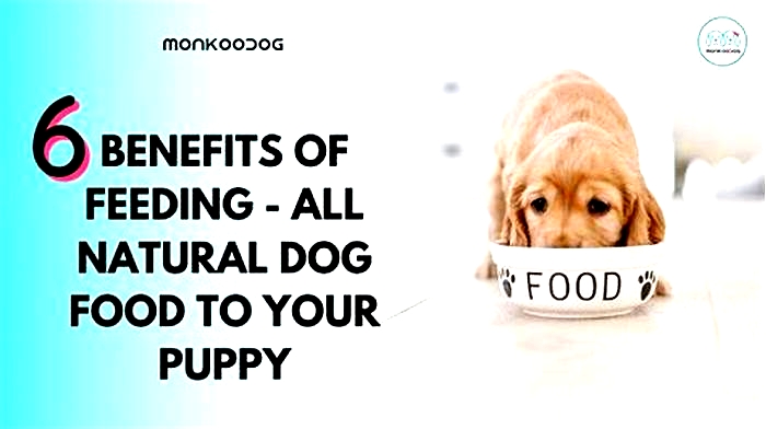 Enhancing Puppy Health The Benefits of Choosing Ava Puppy Food