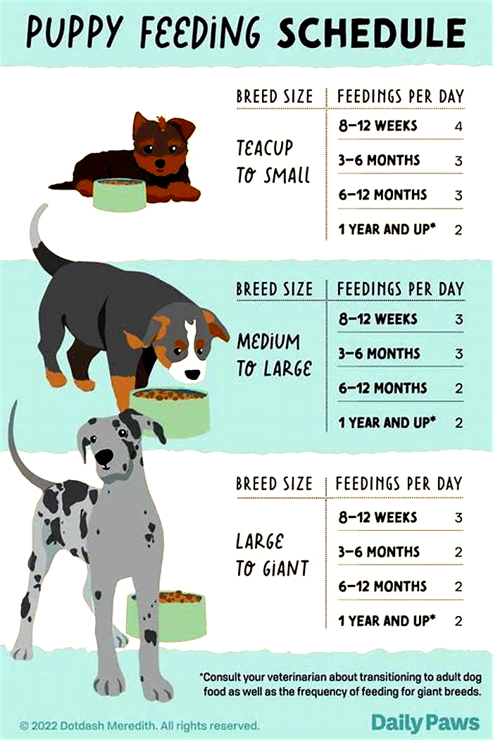 Essential Tips for Feeding Your Puppy Science Diet Insights