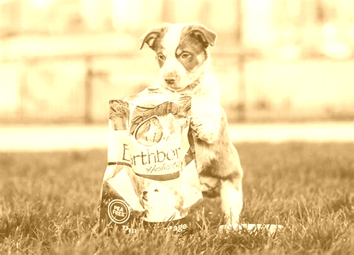 Exploring the Quality of Holistic Puppy Food What Sets It Apart