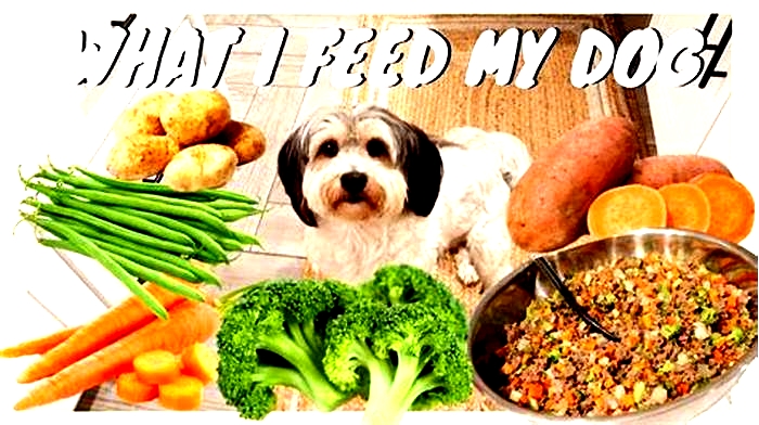 From Bowl to Tail Maximizing Your Dog s Health with Top Breed Pet Food