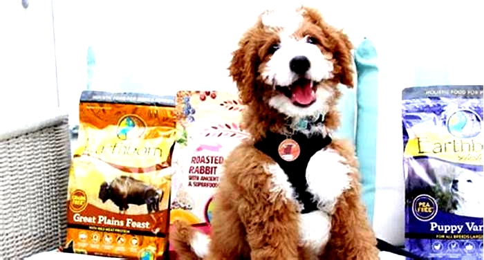 From Puppies to Adults: How Holistic Pet Food Meets Every Canine's Needs