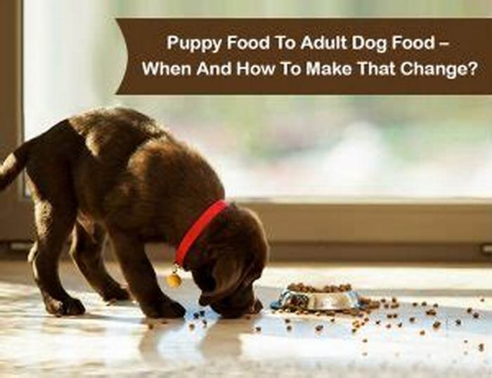 From Puppies to Adults How True Meals Pet Food Meets Every Canine s Needs