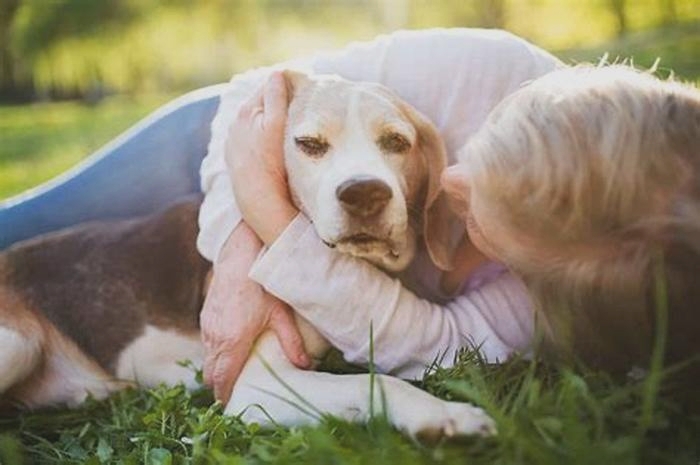 From Puppies to Seniors: How River Run Pet Food Meets Every Canine's Needs