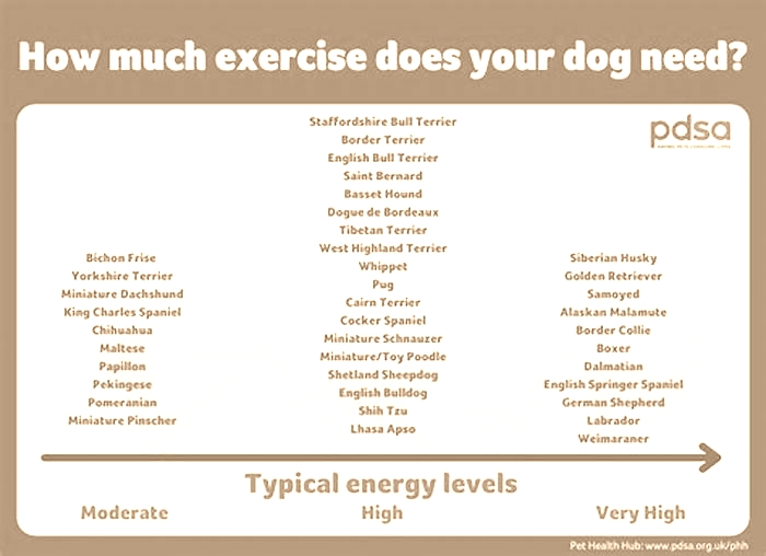 Fueling Active Lifestyles How River Run Pet Food Supports Canine Energy Levels