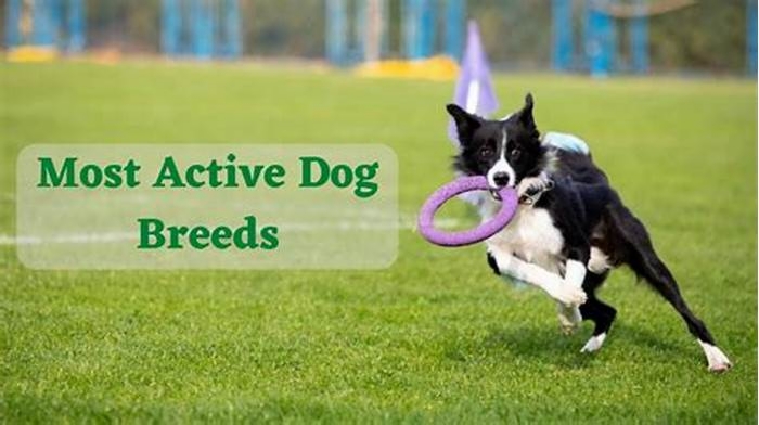 Fueling Active Lifestyles: How Top Breed Pet Food Supports Canine Energy Levels