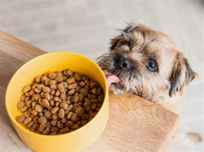 Fueling Dog Happiness: Exploring the Impact of Top Breed Pet Food