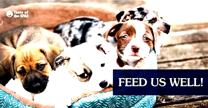 Fueling Puppy Happiness: Exploring the Impact of Ava Dog Food