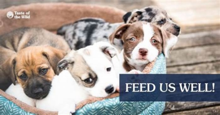 Fueling Puppy Happiness: Exploring the Impact of Ava Pet Food