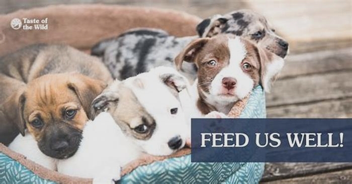 Fueling Puppy Happiness Exploring the Impact of Holistic Pet Food