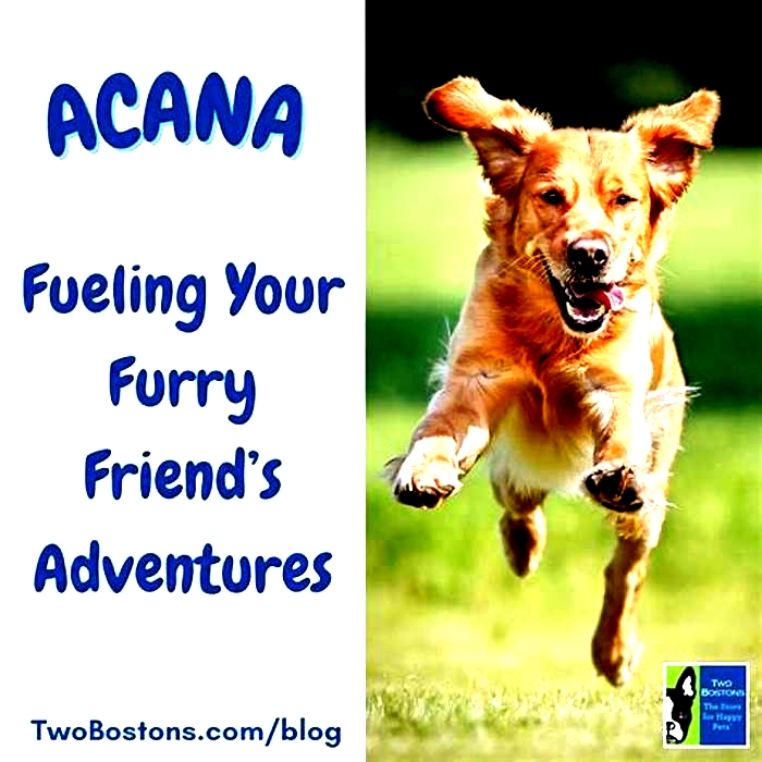 Fueling Your Furry Friend s Adventures The Power of River Run Pet Food