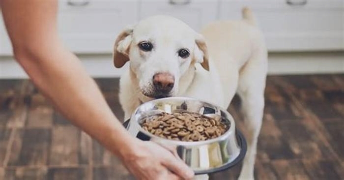 Fueling Your Furry Friend s Adventures The Power of Top Breed Pet Food