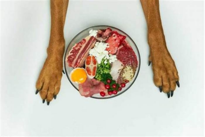 Healthy Eating for Happy Hounds: Tips for Managing Canine Obesity