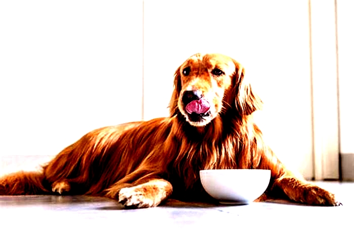 Healthy Habits for Heavy Hounds: Crafting the Perfect Dog Diet