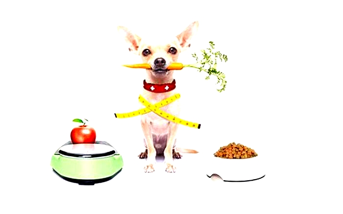 Helping Your Dog Slim Down Strategies for a Balanced Diet