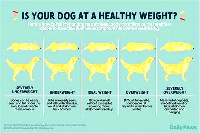 Helping Your Pup Shed Pounds: Tips for a Healthier Dog Diet