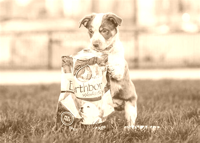 Holistic Puppy Food The Ultimate Choice for Pet Owners Who Care