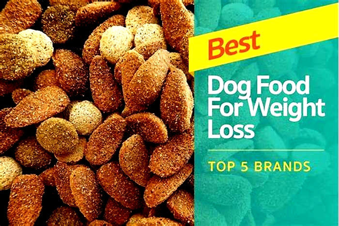 Key Factors to Consider When Selecting the Best Dry Dog Food for Weight Loss