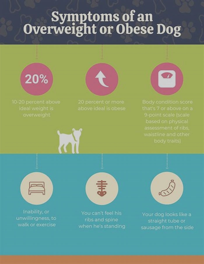 Managing Canine Obesity: Tips for a Balanced Dog Diet