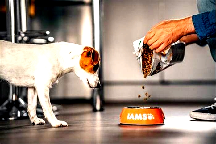 Maximizing Your Dog s Health and Well Being with Premium Dry Food Options for Weight Management