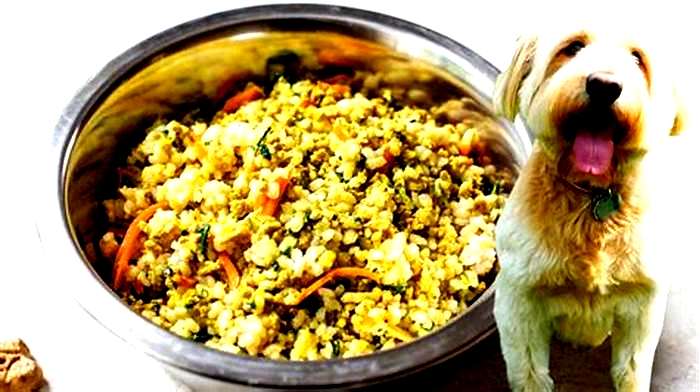 Nourishing Your Canine Companion: Homemade Dog Food Recipes for Weight Loss